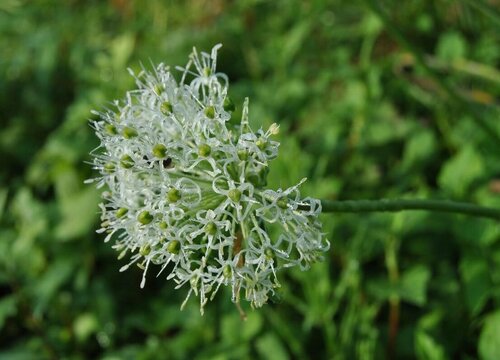 蒜苔花