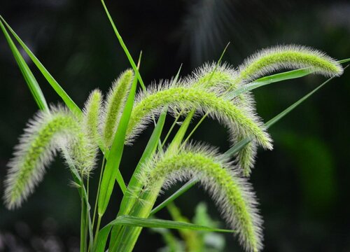 狗尾巴草