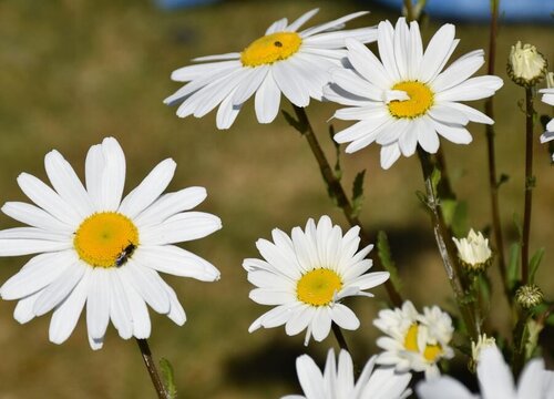 白色雏菊的花语