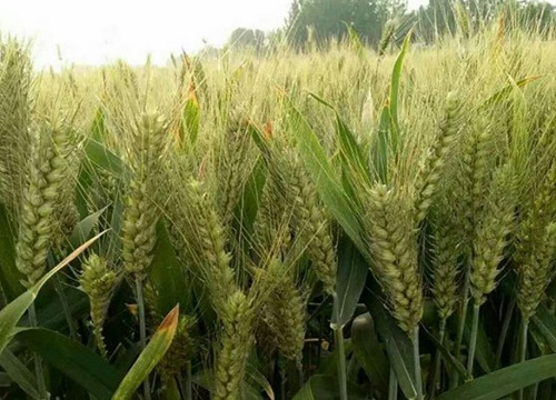 小麦打除草剂能加芸苔素吗（除草剂能和芸苔素混用吗）
