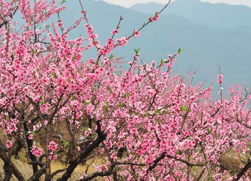 桃花图片